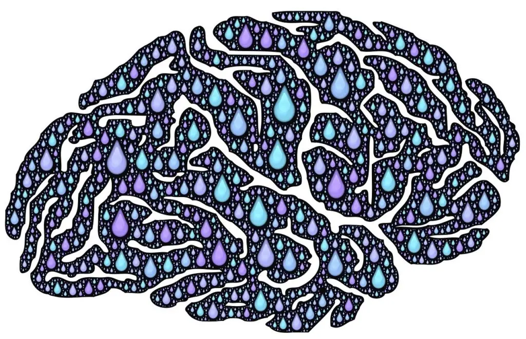Illustration of a human brain filled with blue and purple water droplets representing brain detoxification and metabolic clearance.