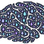 Illustration of a human brain filled with blue and purple water droplets representing brain detoxification and metabolic clearance.