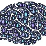 Illustration of a human brain filled with blue and purple water droplets representing brain detoxification and metabolic clearance.