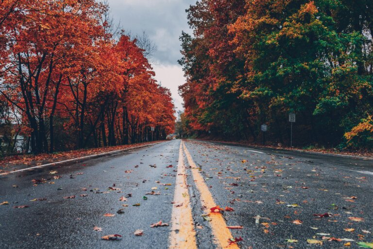 Road Through Autumn Trees After Rain – Symbolizing Hope and Change